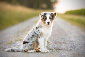 Junghundekurs Junghunde Hundeschule 4LuckyPaws