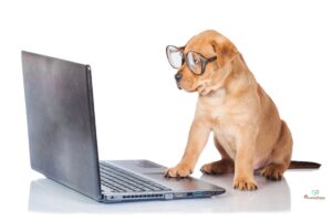 Fokus Hund - Hundepersönlichkeiten Hundeschule 4LuckyPaws