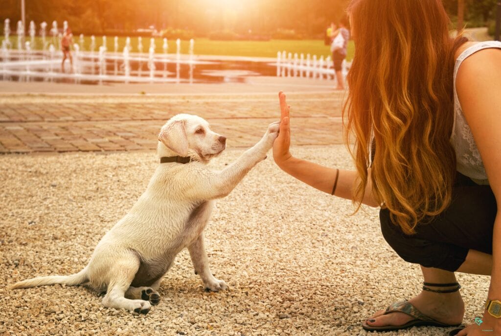 Pfotenparade Welpengruppe Social Walk Hundeschule Hundetraining