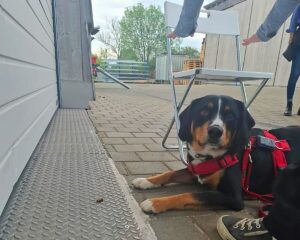 Crossdogging Hundeschule 4LuckyPaws
