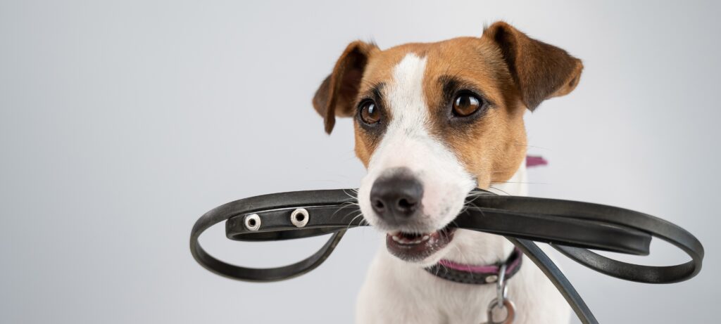 Halsband & Leinen bei Hundeschule 4LuckyPaws