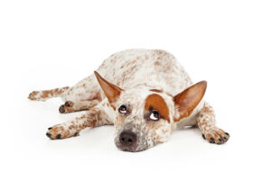 Fokus Hund - Hundepersönlichkeiten Hundeschule 4LuckyPaws